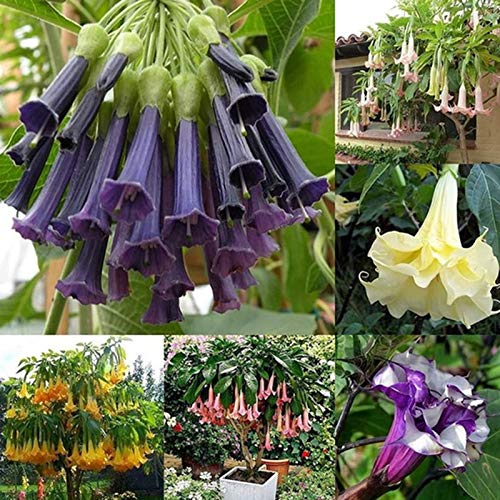 P12cheng Semillas de plantas Datura Stramonium Semillas fragantes vibrantes Georgic Gardening Gift Thorn Manzana Semillas para plantar - Purple Datura Stramonium Seeds