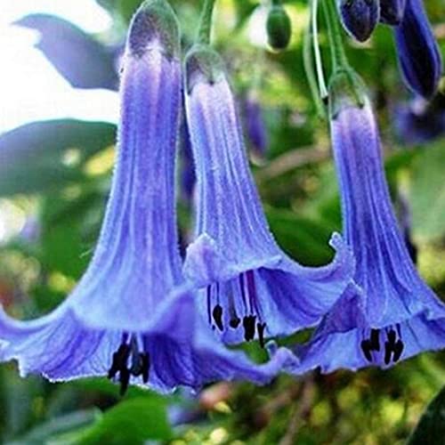 P12cheng Semillas de plantas Datura Stramonium Semillas fragantes vibrantes Georgic Gardening Gift Thorn Manzana Semillas para plantar - Purple Datura Stramonium Seeds