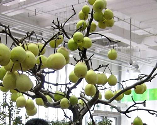 Peral en maceta, 50 semillas, decoración de plantación de interior, pequeño y hermoso, lleno de frutas, Aroma que Llena la habitación