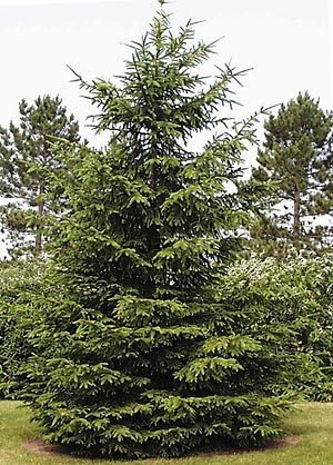 PinkdoseÂ 50 semillas de árboles de abeto de Noruega, Picea Abies