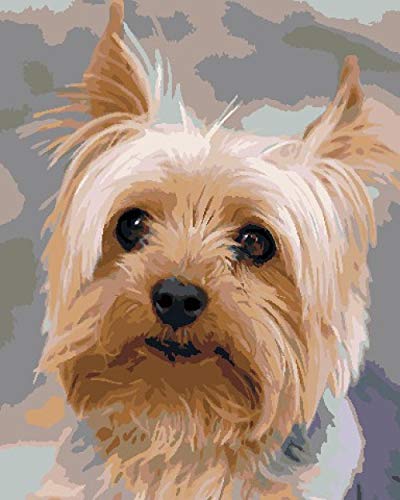 Pintar por Numeros Adultos Yorkshire Terrier Pintura Guiada por Numeros,Niños DIY Pintura por Números con Pinceles y Pinturas-hogar decoración de casa 40 x 50 cm(sin marco)