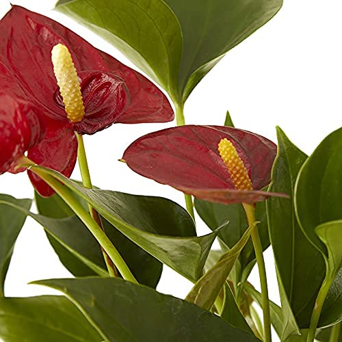 Planta Anthurium rojo natural en maceta de Ø12cm (altura 35-40cm) Verdecora