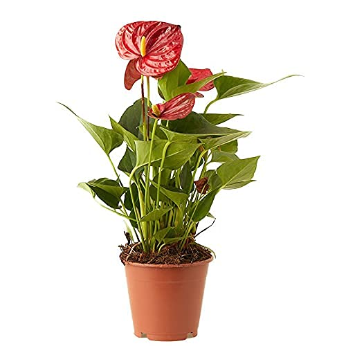 Planta Anthurium rojo natural en maceta de Ø12cm (altura 35-40cm) Verdecora