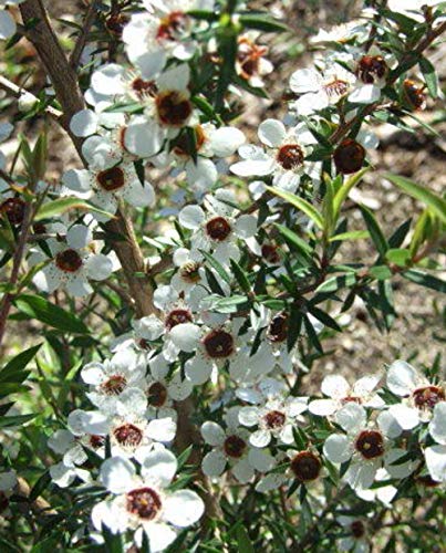 Planta de Manuka 'Leptospermum Scoparium' Planta Mellifera – en maceta Ø 17 cm – H 60/70 cm