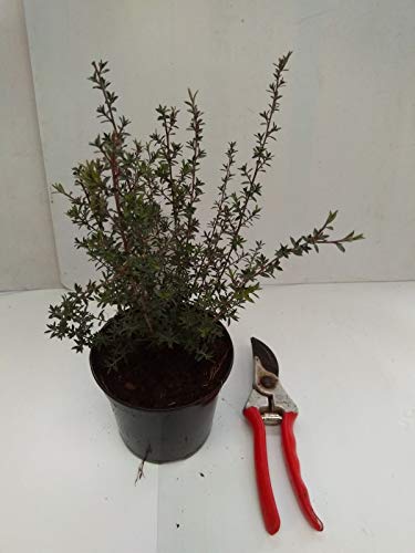 Portal Cool Leptospermum scoparium â€˜kiwiâ€™ - 1L (13cm Pot)