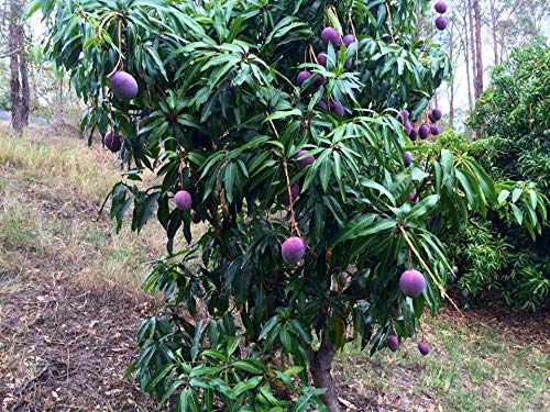 Portal Cool Limited Acción - Mangifera Indica »Enano Irwin Purple Mango fresco -1 semilla sana