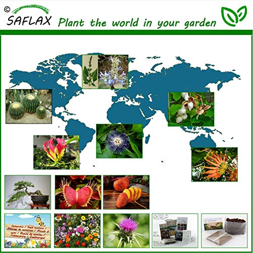 SAFLAX - Pata de elefante - 10 semillas - Beaucarnea recurvata