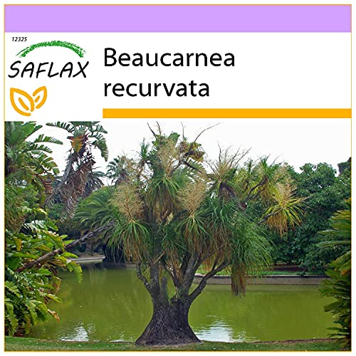 SAFLAX - Pata de elefante - 10 semillas - Beaucarnea recurvata
