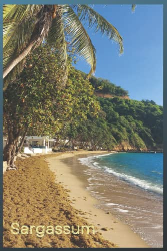 Sargassum on the Beach