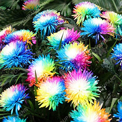 Semillas 100PCS crisantemo del arco iris flor ornamental Bonsai raro color Nuevo elegir más plantas Semillas crisantemo jardín de flores multicolor