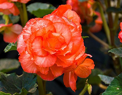 Semillas de flores Begonia 20 PC del bulbo Begonia Tuberosa doble doble anaranjado siembra otoño o primavera de siembra