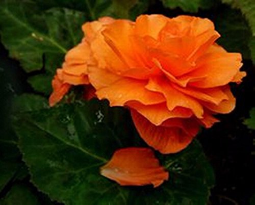 Semillas de flores Begonia 20 PC del bulbo Begonia Tuberosa doble doble anaranjado siembra otoño o primavera de siembra