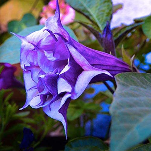 Semillas de flores de color púrpura Datura Enano Brugmansia Suaveolens Trompetas de ángel flamenco Semillas de bonsai para jardín de su casa - 50 piezas U56