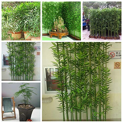 TENGGO Egrow 60Pcs/Pack Chinese Mini Moso Bamboo Semillas Phyllostachys Heterocycla Courtyard Moso Bamboo para DIY Home Garden Planta