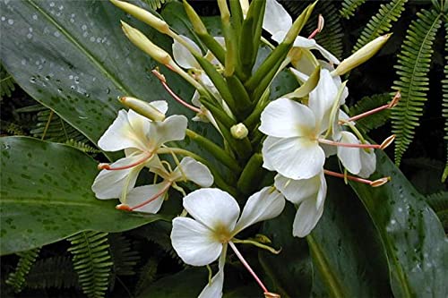 1 Hedychium coronarium Rhizome, Lirio de jengibre blanco, Rizoma de flor de guirnalda