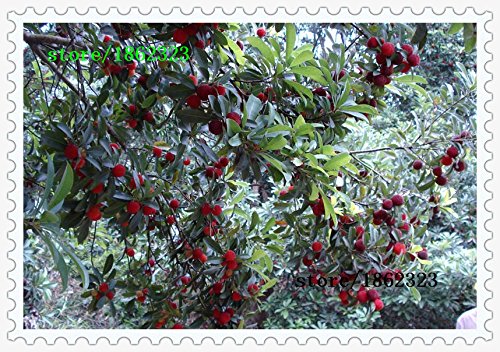 10 PC / paquete, semillas madroño semillas Myrica rubra semillas de arrayán rojo madroño perennes sabor árbol de fruta dulce