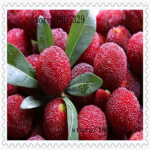 10 PC / paquete, semillas madroño semillas Myrica rubra semillas de arrayán rojo madroño perennes sabor semillas de árboles de fruta dulce