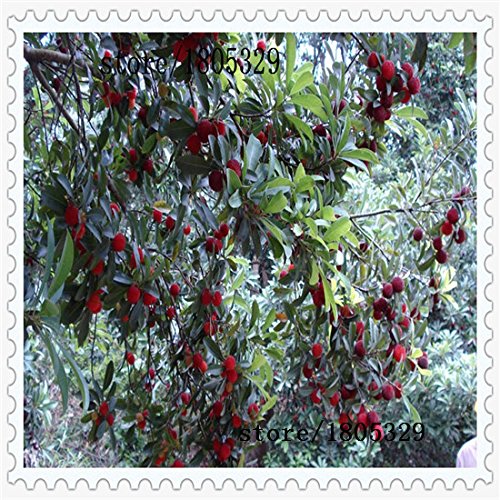 10 PC / paquete, semillas madroño semillas Myrica rubra semillas de arrayán rojo madroño perennes sabor semillas de árboles de fruta dulce