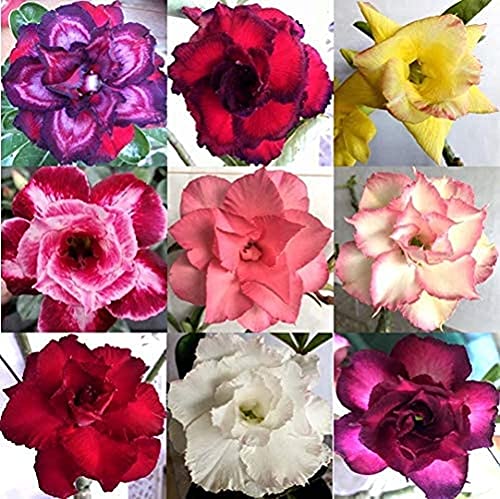 10 piezas mezcladas de semillas de rosas del desierto pétalos fragantes brillantes llamativas semillas de Adenium Obesum raras exóticas para la plantación de terrazas de jardín