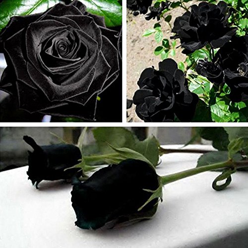 100 piezas semillas de la planta Flor Misteriosa Negro Rose Rose hermosa Negro