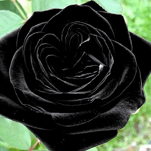 100 piezas semillas de la planta Flor Misteriosa Negro Rose Rose hermosa Negro