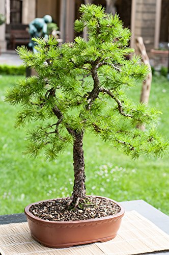 15 Semillas Larix decidua (Alerce Europeo de Bonsai Tree)