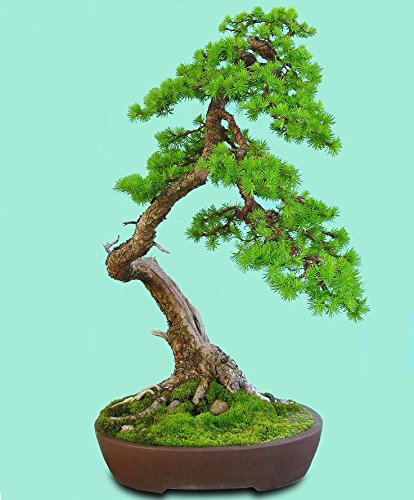 15 Semillas Larix decidua (Alerce Europeo de Bonsai Tree)