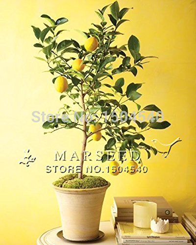 20 hermosas bonsai de la fruta del árbol de limón enanos en macetas completa de la fragancia que se sienta relajarse