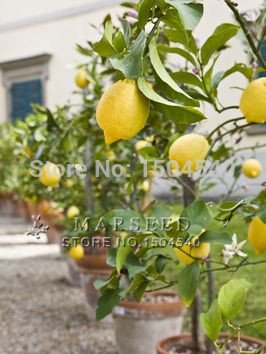 20 hermosas bonsai de la fruta del árbol de limón enanos en macetas completa de la fragancia que se sienta relajarse