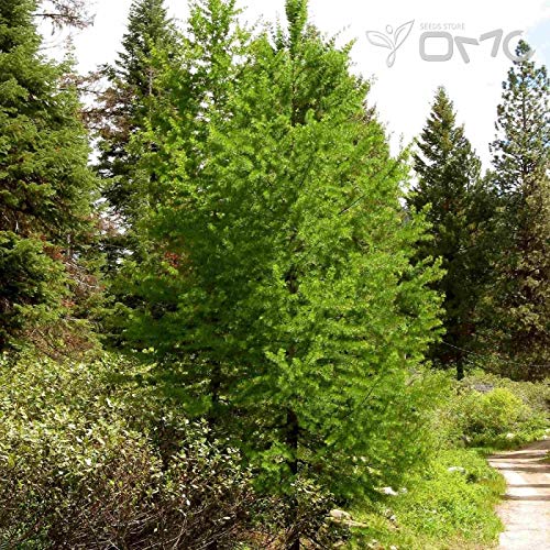 (20 semillas) Larix Occidentalis/Western Alerce/alerce / Montana Alerce