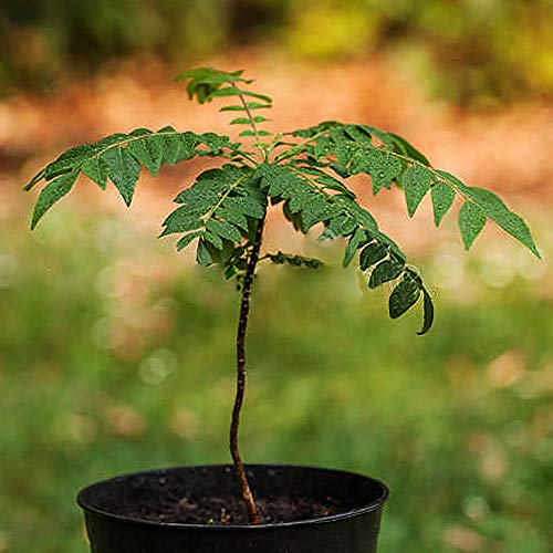 400 semillas de árbol de hojas de curry, plantas de hierbas culinarias, decoración de jardín para el hogar, para el exterior, para plantar jardín, exterior 1 Semillas de curry