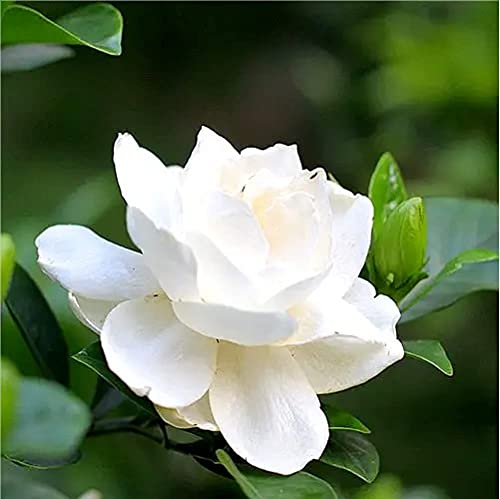 50 Piezas Semillas De Gardenia Hoja Siempre Verde Hojas Y Flores Blancas Reliquias Familiares Tienen Un Aspecto Perfecto Jardín Terraza Patio Completo Disfrute Visual Plantación Eficiente