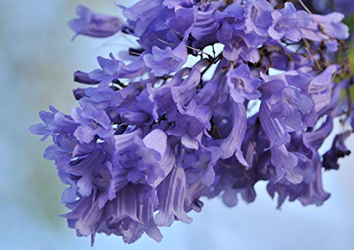 50 semillas Jacaranda (Jacaranda Mimosifolia)