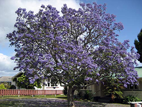 50 semillas Jacaranda (Jacaranda Mimosifolia)