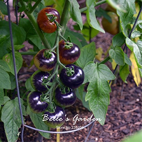 50pcs Rose 'Azul' semillas de tomate Nueva variedad púrpura de tomate Vegetable Seeds Inicio Jardín Bonsai planta de tomate de bricolaje