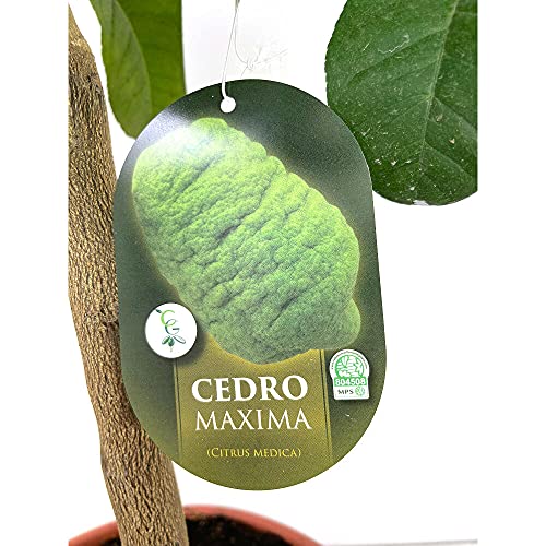 ARBOL NATURAL LIMONERO MEDICA CIDRA M21 90CM PERFECTO PARA JARDINES Y TERRAZAS