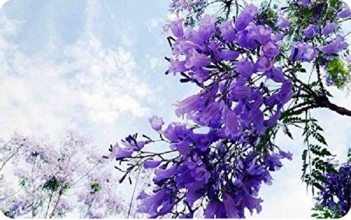 Azul púrpura del Jacaranda Jacaranda Mimosifolia árbol arbusto de la herencia 30 semillas a granel