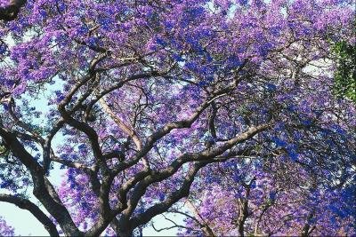 Azul púrpura del Jacaranda Jacaranda Mimosifolia árbol arbusto de la herencia 30 semillas a granel