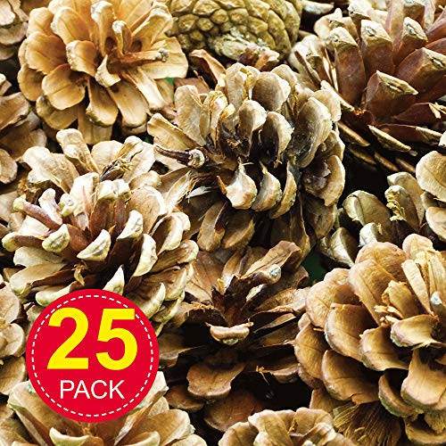 Baker Ross Conos de pino natural AF923, ideales para proyectos de arte y manualidades, collage o decoración (paquete de 250 g)