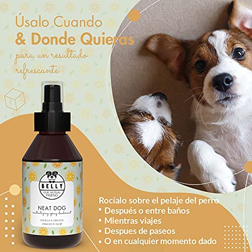 BELLY Colonia para Perros, Vainilla y Naranja - Spray Colonia Perros Cachorros y Adultos - Perfume Perro Fresco e Hidratante - Spray Desodorante Perro, Efecto Duradero - Colonia Mascotas Vegana, 250ml