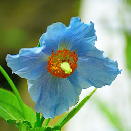 Benoon Poppys Seeds, 100Pcs / Bag Poppys Seeds Hardy Plantas Raras Pétalo Azul Interior Exterior Siembra Semillas De Flores Para El Hogar Azul