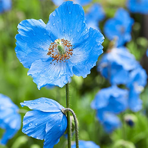 Benoon Poppys Seeds, 100Pcs / Bag Poppys Seeds Hardy Plantas Raras Pétalo Azul Interior Exterior Siembra Semillas De Flores Para El Hogar Azul
