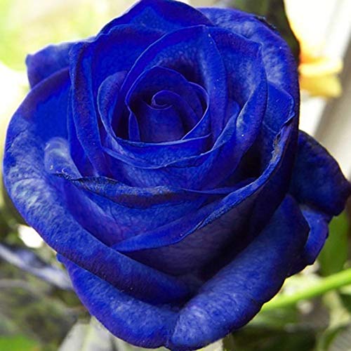 Benoon Semillas De Rosas, 50 Piezas/Bolsa Semillas De Rosas Plantas De Semillero De Flores Rústicas Azules Multiusos Naturales Para Jardín Azul medianoche semilla de rosa