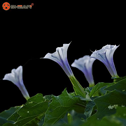 Blanco Datura Seeds, Brugmansia Ángel trompetas, Semillas Bonsai flor del árbol de 10 partículas / lot