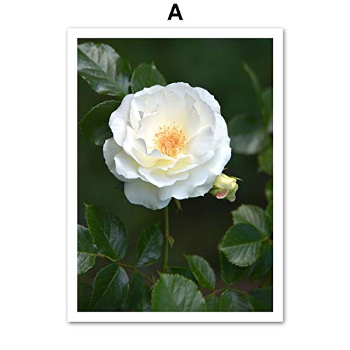 Blanriguelo Impresión en Lienzo Flor de Camelia Blanca Imágenes de Hojas Verdes Arte de la Pared Obras de Arte Carteles Sala de Estar Cocina Decoración para el hogar 27.5"x35.4 (70x90cm) Sin Marco