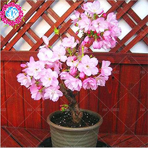 Bonsai japonés árbol de Sakura Semillas Semillas raras japonesas flores de cerezo Flores en bonsai, Rosa Prunus serrulata 10 semillas / pack