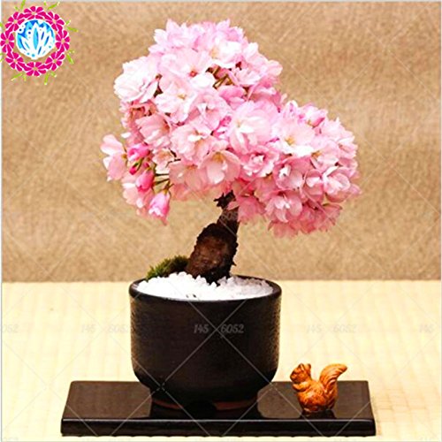 Bonsai japonés árbol de Sakura Semillas Semillas raras japonesas flores de cerezo Flores en bonsai, Rosa Prunus serrulata 10 semillas / pack