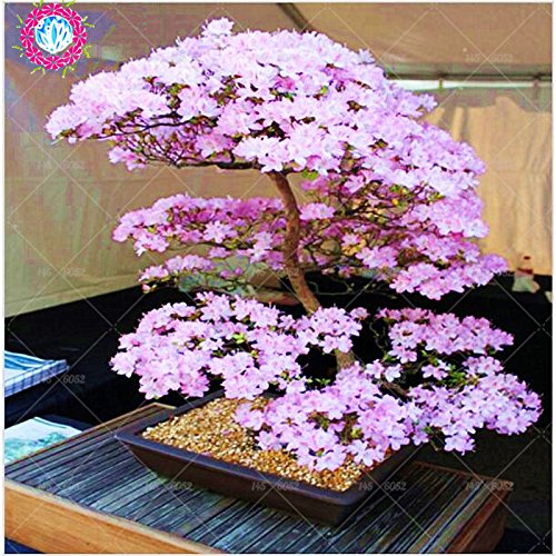 Bonsai japonés árbol de Sakura Semillas Semillas raras japonesas flores de cerezo Flores en bonsai, Rosa Prunus serrulata 10 semillas / pack