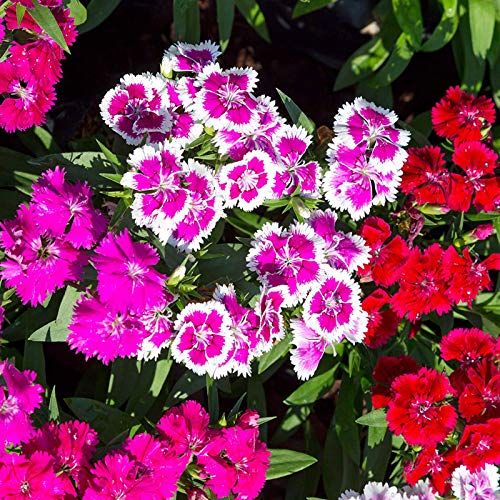 C-LARSS 100Pcs / Bag Sweet William Seeds, Prolífico Color Mezclado Atractivo Bonsai Dianthus Seeds para Balcón Semilla