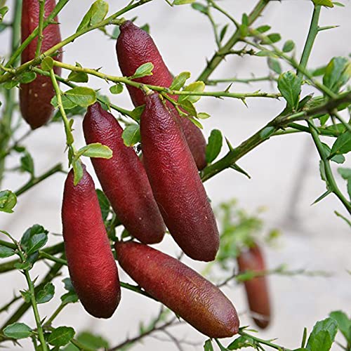 C-LARSS 20Pcs / Bag Citrus Australasica Seeds, Bush Lleno De Vitalidad Semillas De Limas De Dedo Bajas En Grasa Para El Hogar Semilla